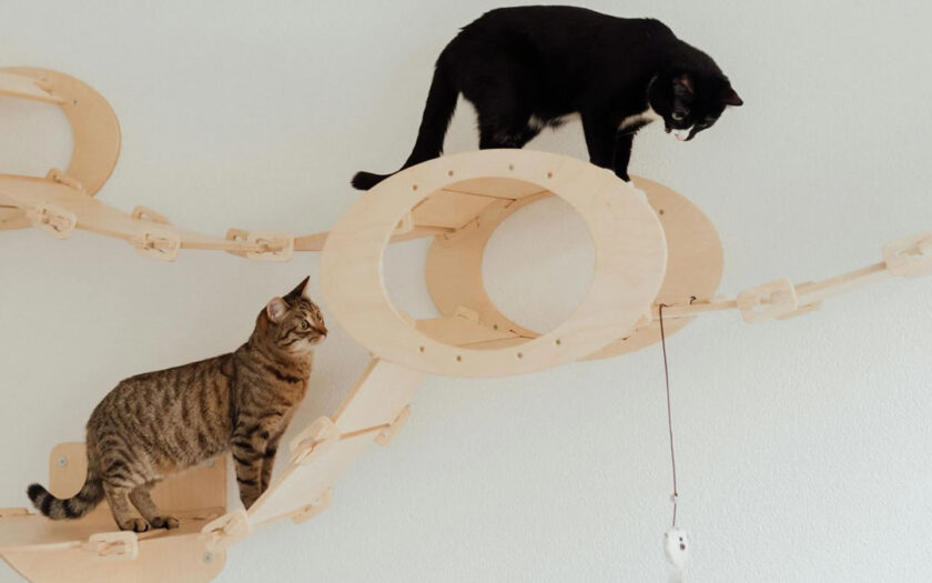Itens que facilitam a rotina de quem mora com mais de um pet 1 pet